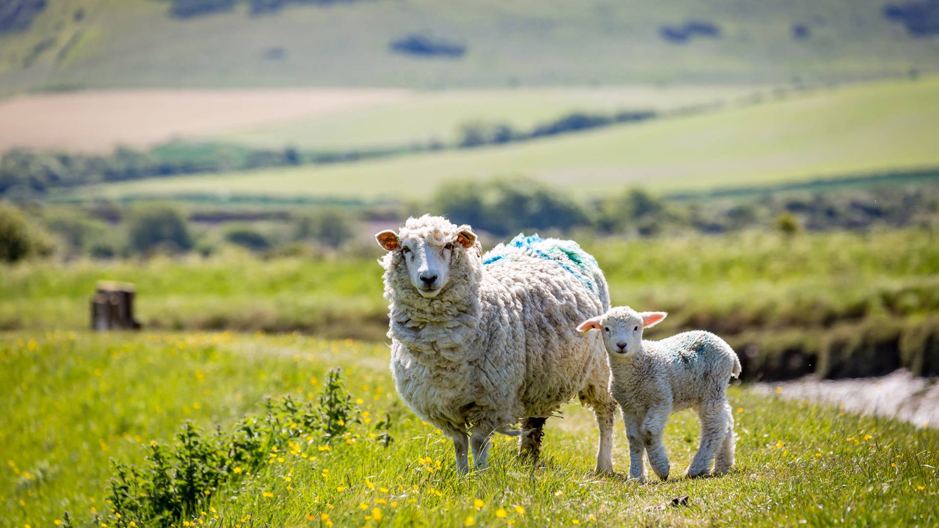 Advertising SellMyLivestock The Online Livestock Marketplace Advertising sellmylivestock the online livestock marketplace